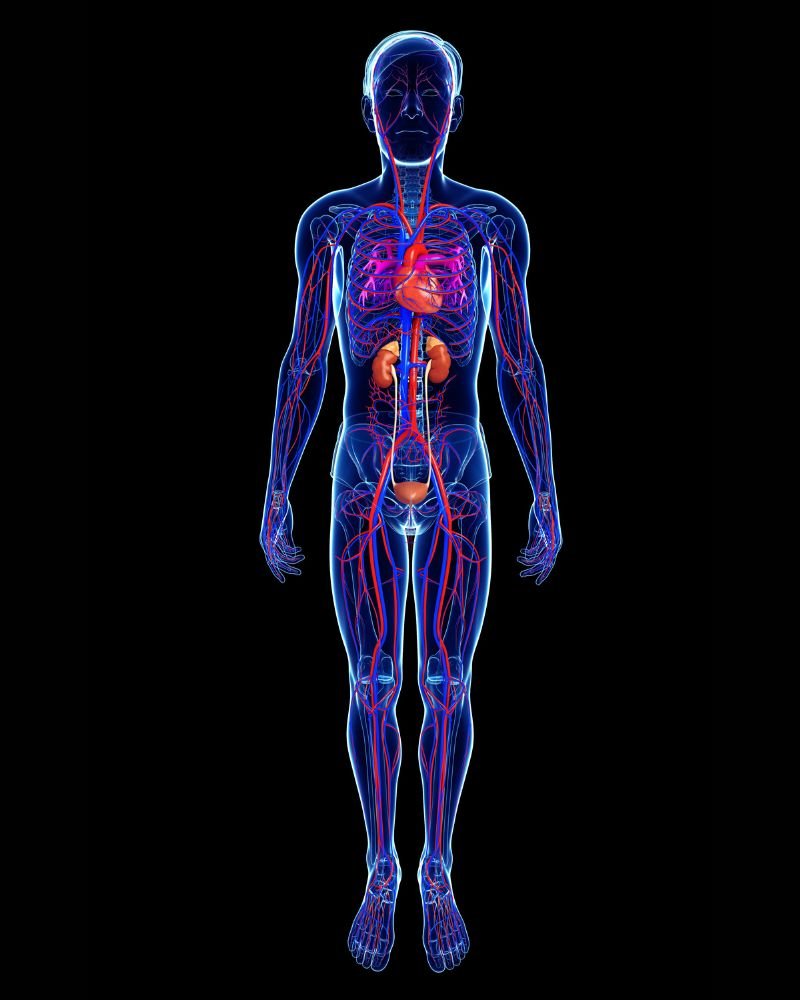 पैरों की नसों का चित्र और नर्व सिग्नल का मार्ग
